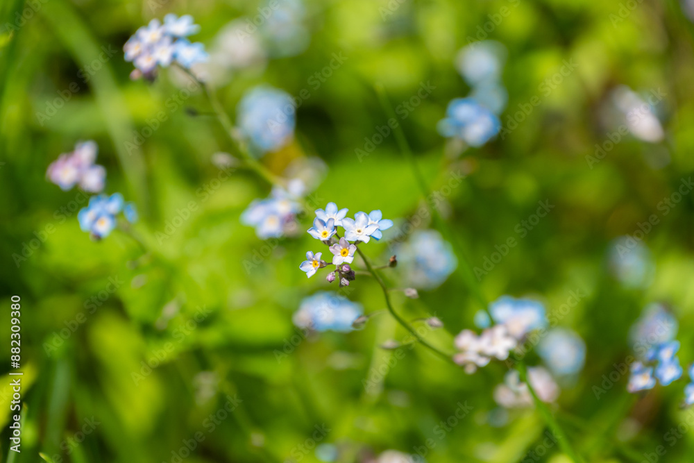 Beautiful blue flowers of Myosotis decumbens in a meadow Beautiful blue flowers of Myosotis decumbens in a meadow