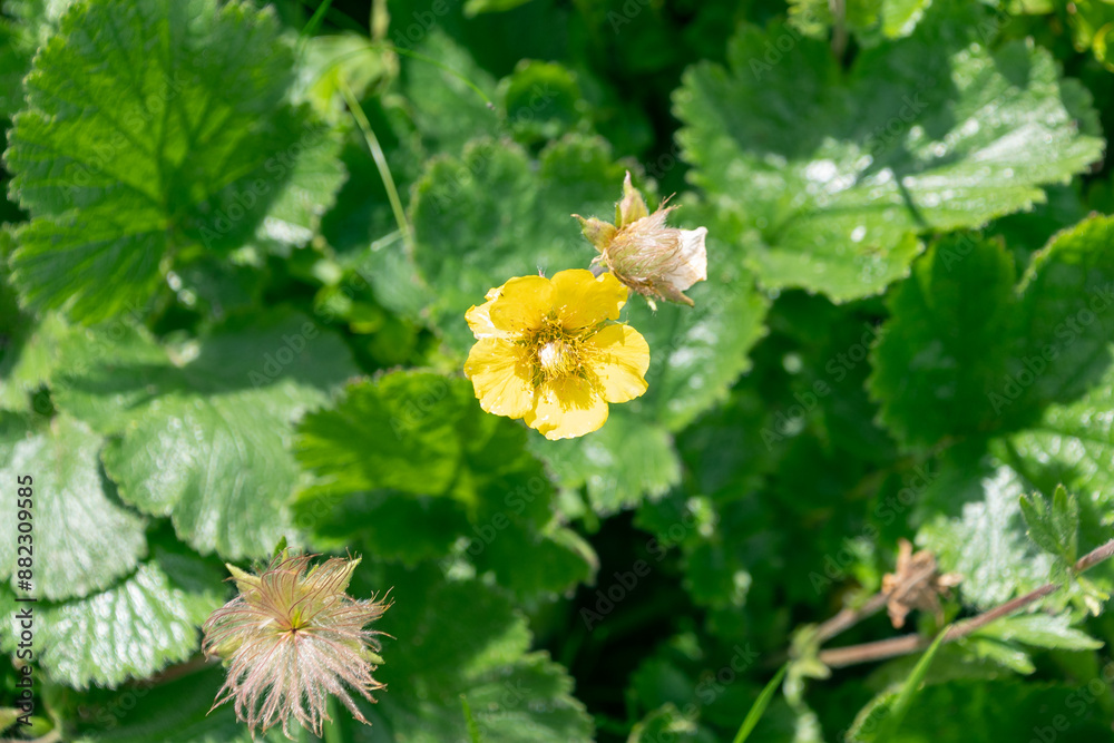 Yellow flower of Geum montanum, the Alpine avens Yellow flower of Geum montanum, the Alpine avens