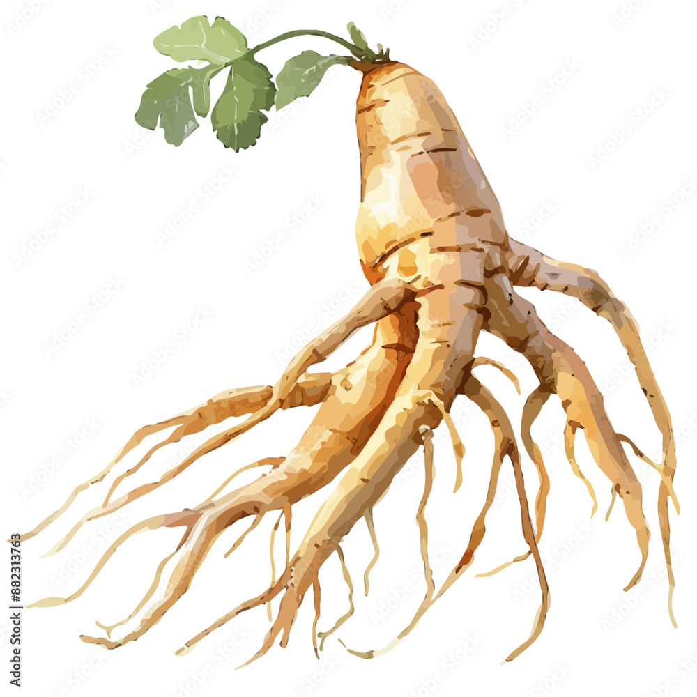 Watercolor of Ginseng, isolated on a white background, Ginseng clipart ...