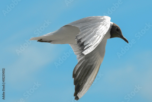 Black headed gull flying through the air over a local pebble beach at Cold Knap in Barry Wales. With copy space