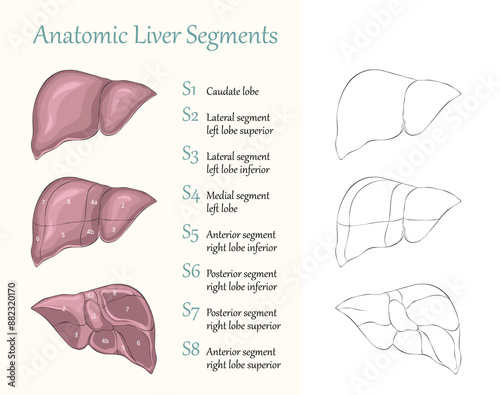 Anatomic liver segments flat vector illustration