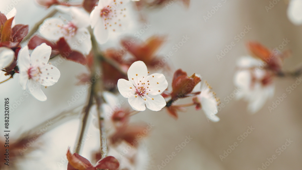 Purple Leaf Plum Flower In Sunlight. Sign Of Spring Coming. Purple Leaf Plum Flower In Sunlight. Sign Of Spring Coming.