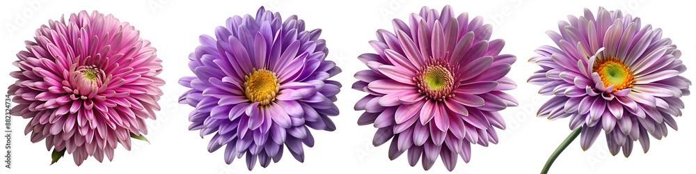Aster flower isolated on transparent background PNG file Aster flower isolated on transparent background PNG file