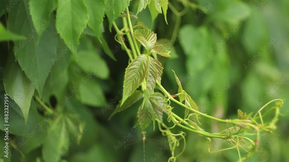 hedge of green wild grapes, Virginia creeper in garden close-up hedge of green wild grapes, Virginia creeper in garden close-up