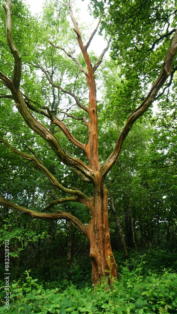 Dead tree Dead tree