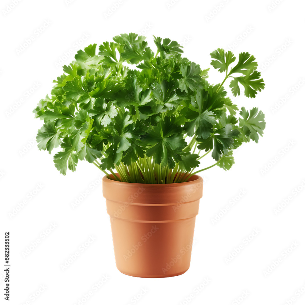 Elegant Plant Pot Pairings to Consider, isolated on transparent background, cutout(png) Elegant Plant Pot Pairings to Consider, isolated on transparent background, cutout(png)
