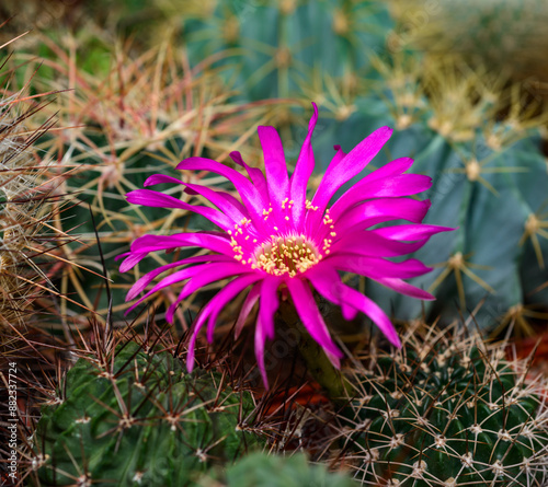 Lobivia sp. -  cactus blooming in spring in a botanical collection photo