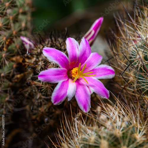 Mammillaria cactus blooming with large pink and white flowers in a botanical collection photo