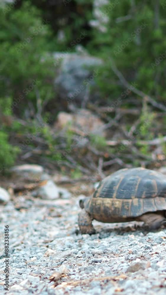 The Mediterranean turtle. A land Turtle is slowly crawling along the road. Turtle shell. The threat of extinction. International Animal Protection Day. The natural habitat. The nature of Turkey. The Mediterranean turtle. A land Turtle is slowly crawling along the road. Turtle shell. The threat of extinction. International Animal Protection Day. The natural habitat. The nature of Turkey.
