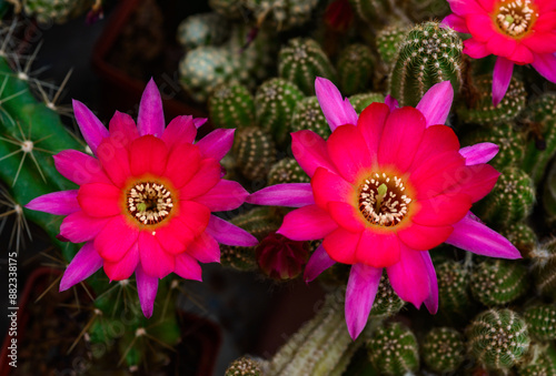 Chamaecereus silvestrii (hybrid) - cactus blooming in spring in a botanical collection photo