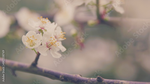 Spring Tree Covered With Flowers. Sweet Red Plums In Summer And Autumn. Branch With Lots Of White Flowers. photo