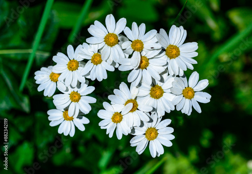 Tanacetum cinerariifolium - Beautiful white daisies with yellow centers blooming photo