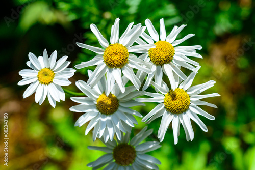 Tanacetum cinerariifolium - Beautiful white daisies with yellow centers blooming photo