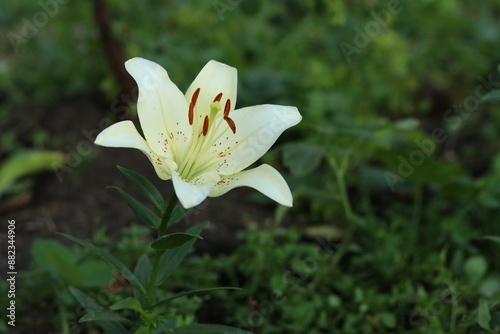 white water lily