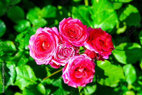 The image features a cluster of roses varying in shades from pink to red