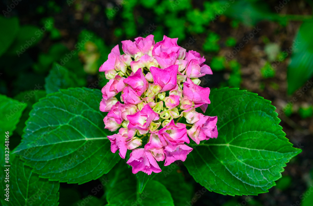 Hydrangea macrophylla - inflorescence with pink flowers and large green leaves Hydrangea macrophylla - inflorescence with pink flowers and large green leaves