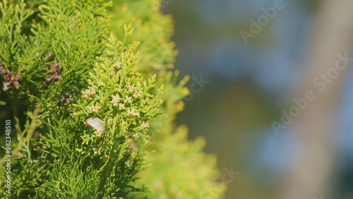 Branches Of Green Thuja. Natural Flora. Thuja Plicata. Still. photo