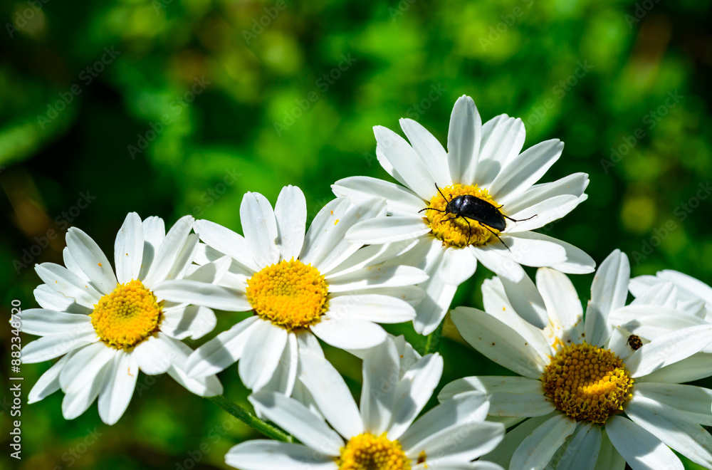 Fototapeta premium A black beetle on white Pyrethrum flowers eats pollen and nectar