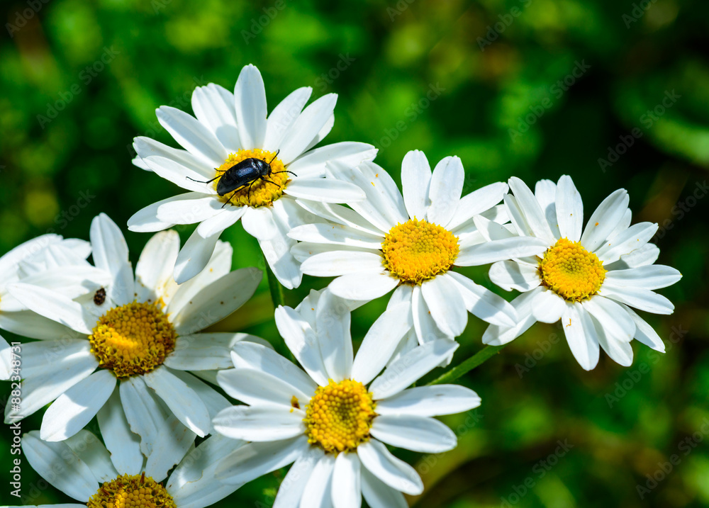 Fototapeta premium A black beetle on white Pyrethrum flowers eats pollen and nectar