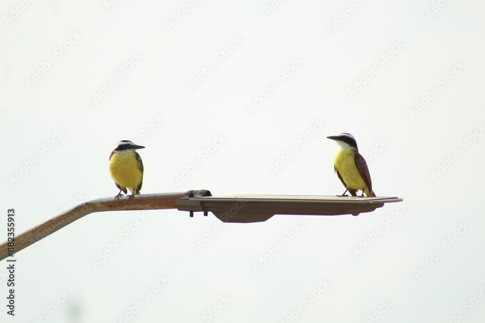 Fototapeta premium Aves posando en un poste de luz.
