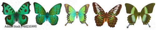 Green butterflies variety collection - Ready to use Premium PNG Cutout Isolated image