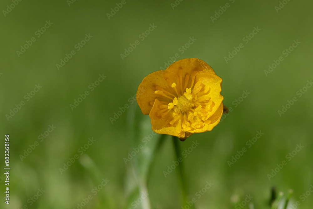 Fototapeta premium Yellow flower