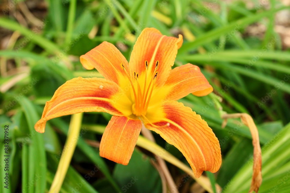 orange lily flower orange lily flower