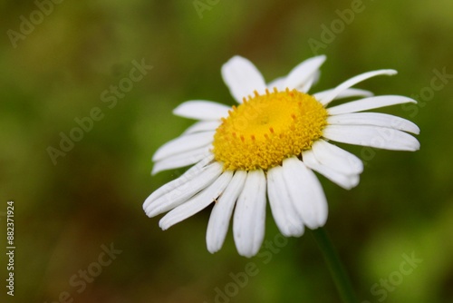 daisy flower closeup