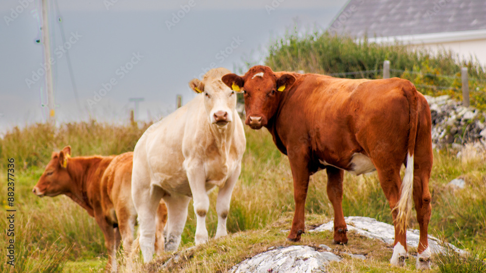 Group of Irish Beef cattle in a field in Ireland
