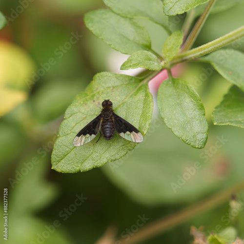 (Hemipenthes morio) Anthracine morio, une sorte de mouche originale aux corps sombre, finement poilu , ailes triangulaires bicolores noires à reflets translucides et nacrés photo