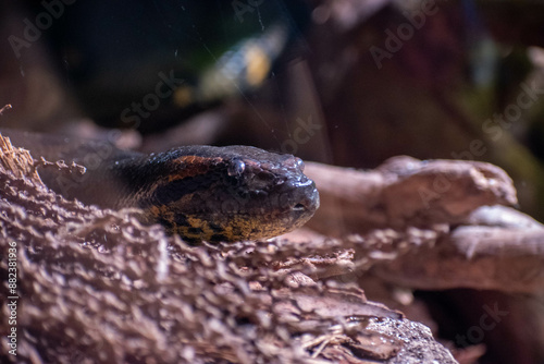 anaconda