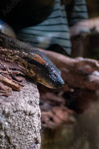 anaconda