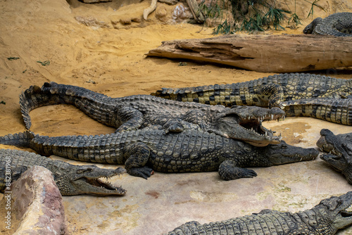 animal du zoo