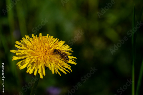 abeille