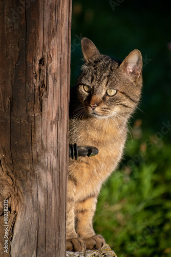 animaux