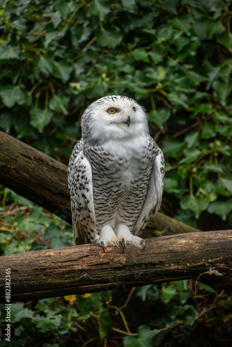 animaux