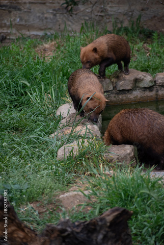 animaux