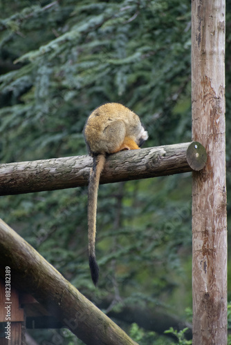 anmaux