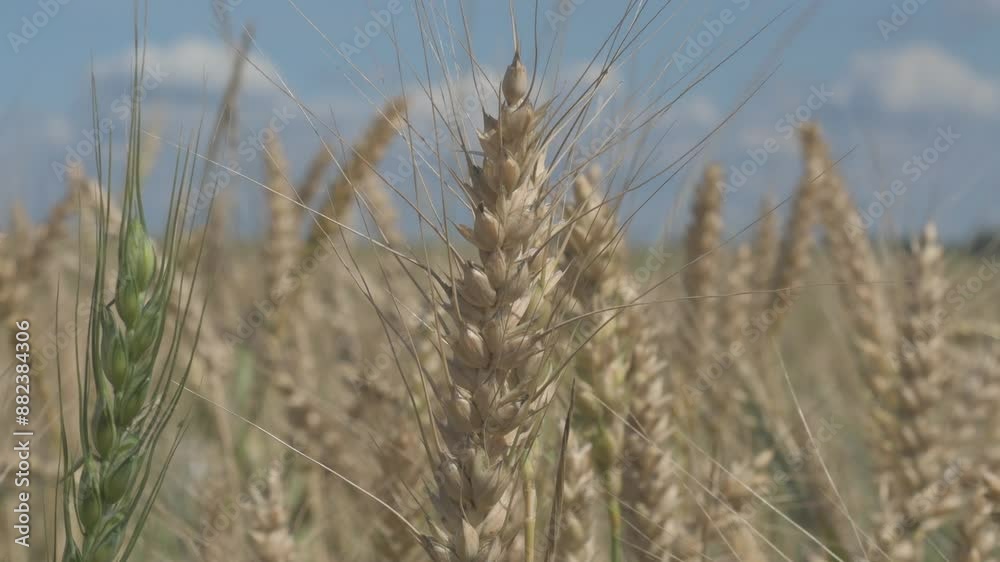 beautiful wheat meadow at sunny day. close up beautiful wheat meadow at sunny day. close up