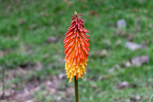 Kniphofia uvaria (also known as in bloom torch lily) photo