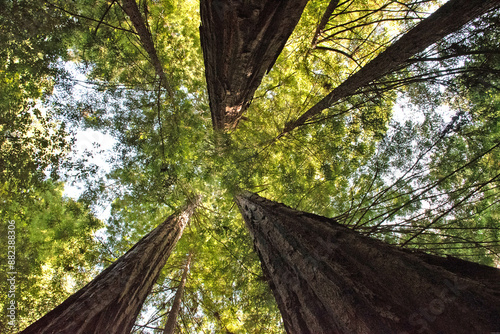 Soaring Redwoods From Ground in Redwood National Park in California photo