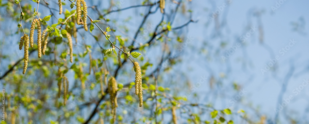 Delicate Springtime Catkins Hanging on Birch Branches Delicate Springtime Catkins Hanging on Birch Branches
