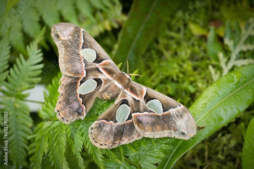 Attacus atlas photo