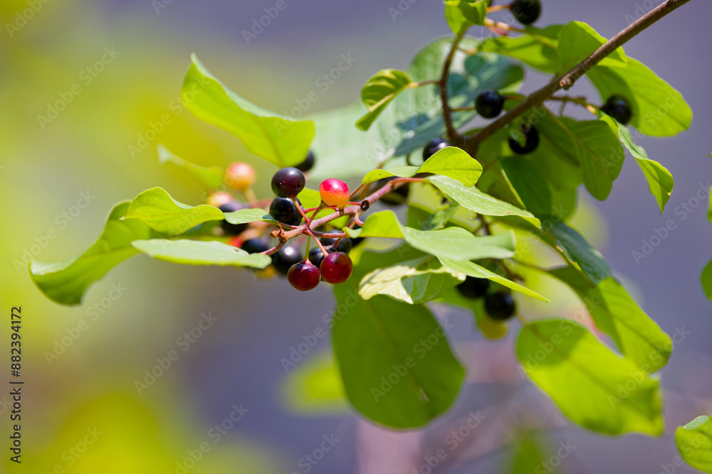 Vitis bellula, commonly known as the beautiful grape or small leaf hair grape Vitis bellula, commonly known as the beautiful grape or small leaf hair grape