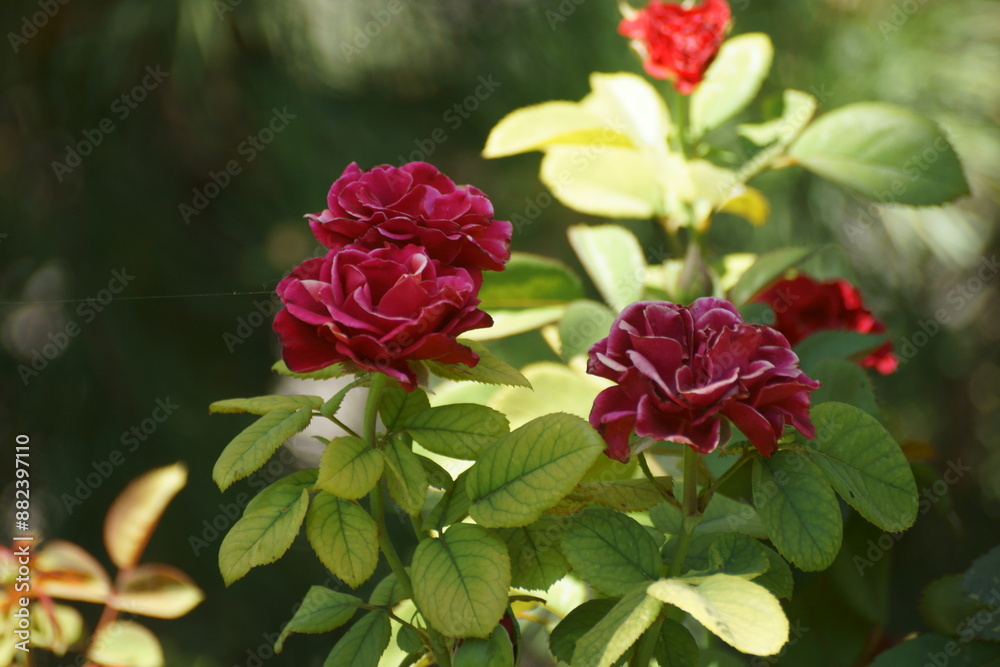 red rose on the street red rose on the street