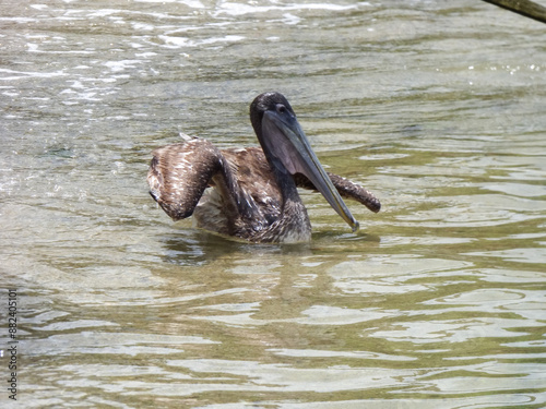 Pélican au bord du rivage