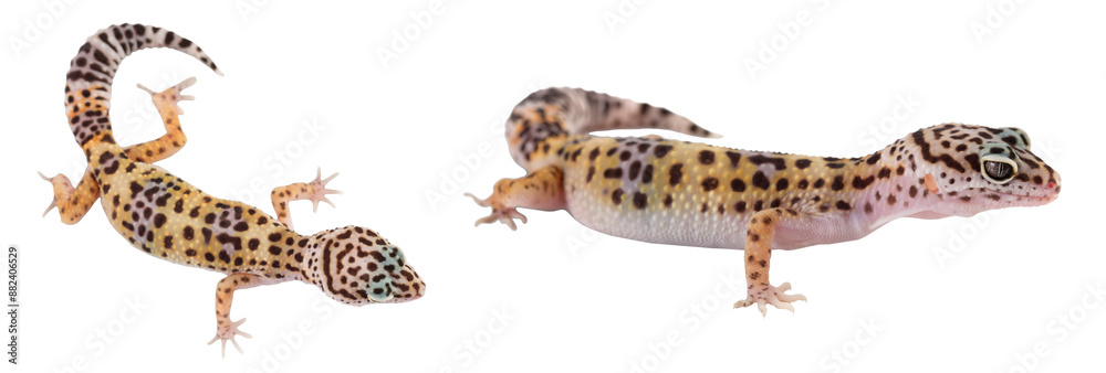 Naklejka premium Leopard gecko or Eublepharis macularius isolated on white background with full depth of field. Top view. Flat lay