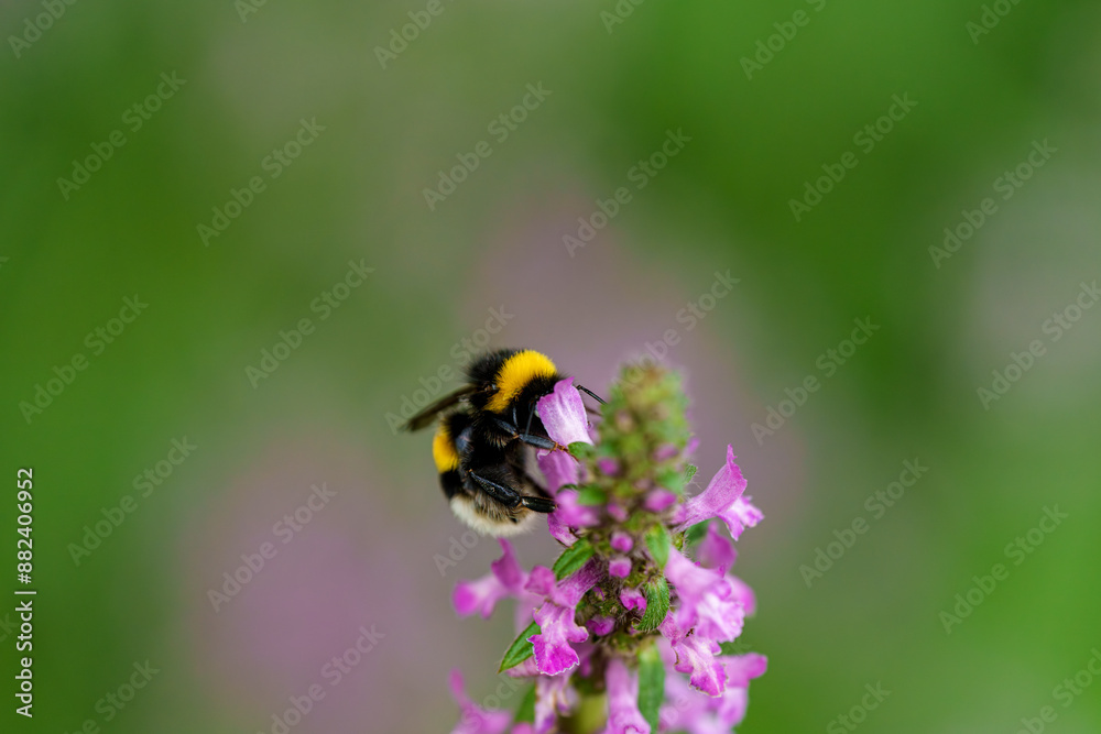 A bumblebee pollinates a purple flower in a biodiverse garden, supporting the ecosystem A bumblebee pollinates a purple flower in a biodiverse garden, supporting the ecosystem