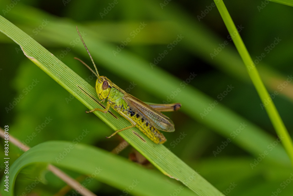 Green grasshopper blends with leaves, perched on plant stem, displaying beauty in natural habitat Green grasshopper blends with leaves, perched on plant stem, displaying beauty in natural habitat