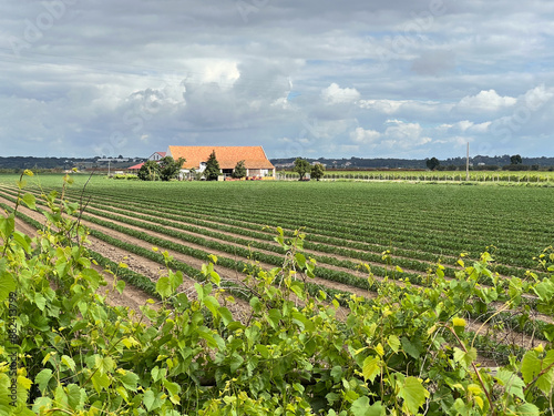 Fotografía A sprawling green agricultural field with neat crop rows extends toward a traditional farmhouse with a large orange roof in Azambuja Portugal under a dramatic cloudy sky